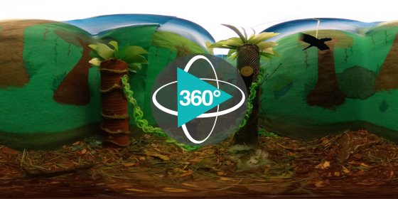 Play 'VR 360° - 6a_2022_Dschungel