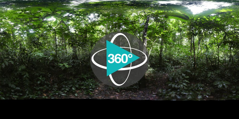 Play 'VR 360° - Vietnam Marteloscope