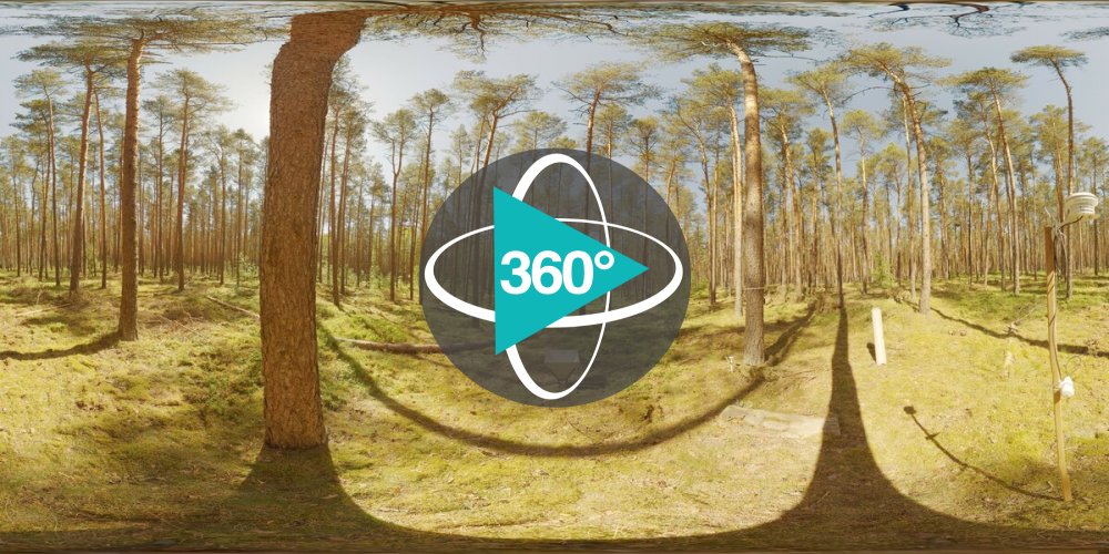 Play 'VR 360° - ADAPT-Wald-Holz