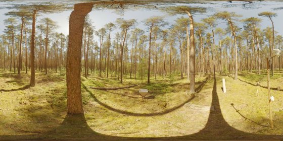 Play 'VR 360° - ADAPT-Wald-Holz